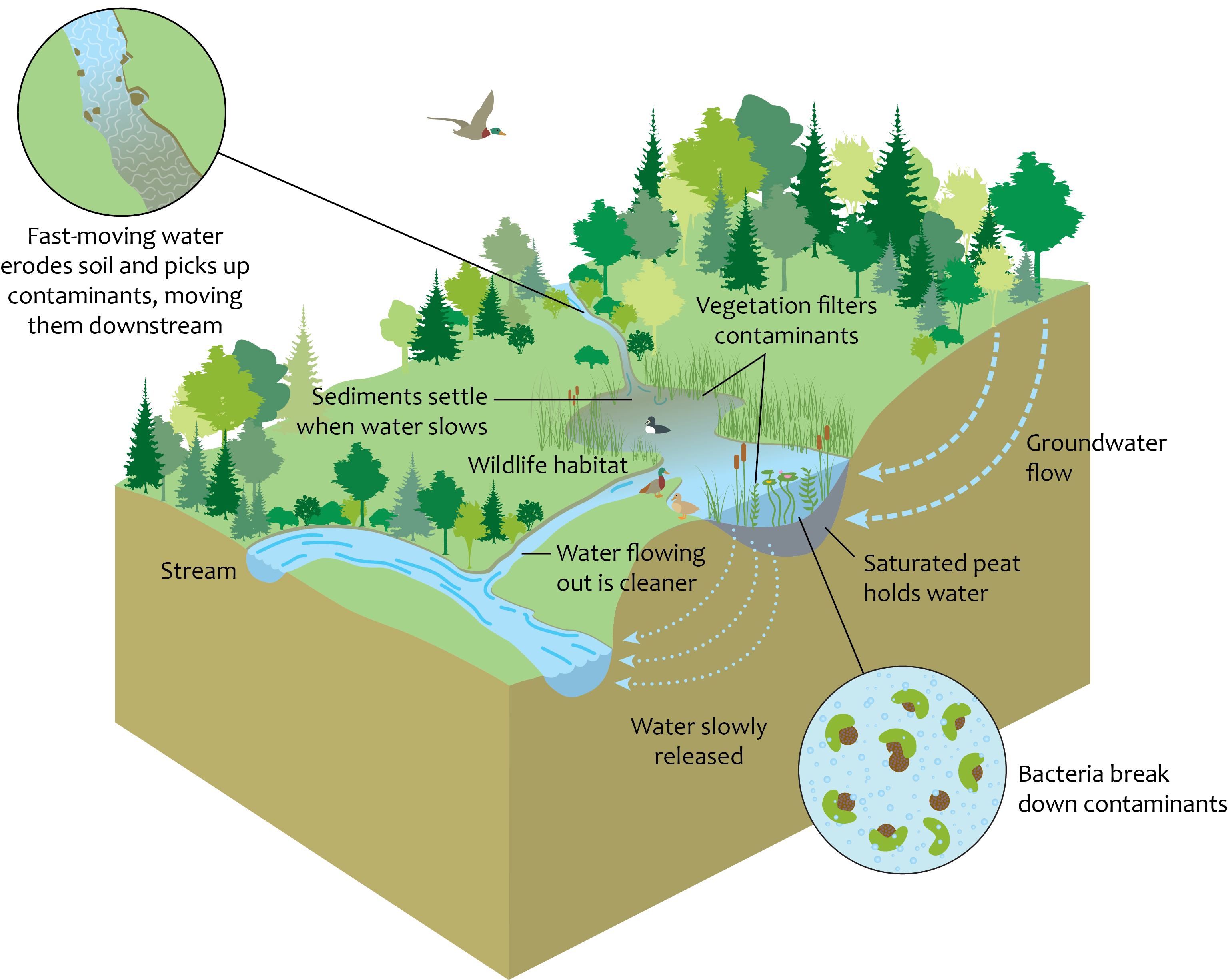 Diagram showing how wetlands function to clean water and regulate its flow. Fast-moving water picks up soil and contaminants, which drop when the water slows in the wetland. Plants and animals in the wetland filter out contaminants. Saturated peat beneath the wetland holds and slowly releases water.