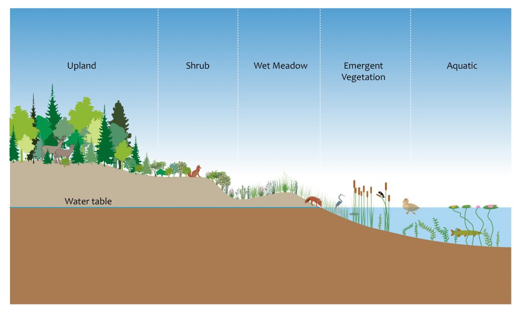 Cross-section showing wetland zones: upland, shrub, wet meadow, emergent vegetation, and aqatic zones. 