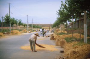 Campus road in 1981 is narrow with only pedestrian and bike traffic. Local farmers spread grain on the surface to dry.
